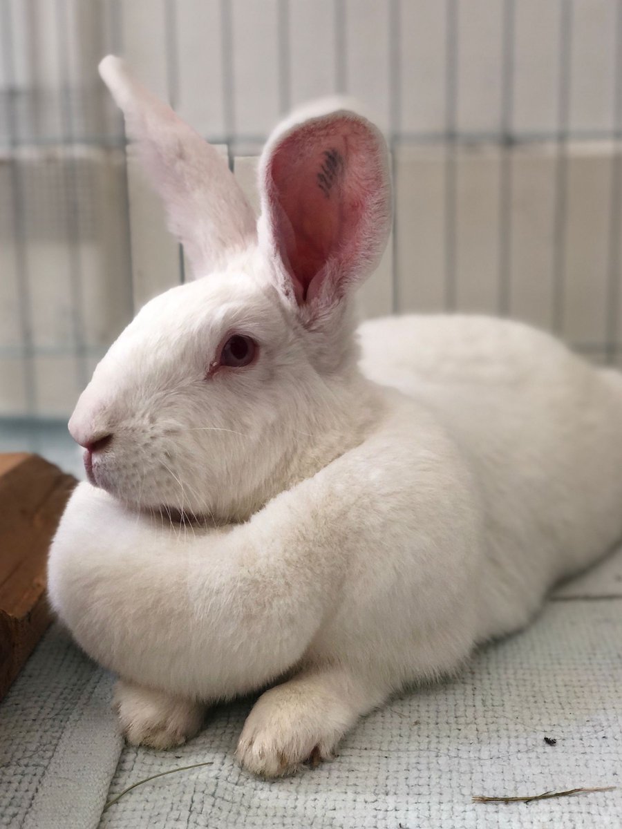 AssoWhiteRabbit's tweet photo. Winter est une lapine de 2 ans, réhabilitée par l'association en octobre 2022. Timide de prime abord, elle ne tardera pas à venir réclamer des papouilles qu'elle adore ❤
Plus d'infos et adoption : https://t.co/rfxQ6ZlVUz https://t.co/qTTyfSpIGP