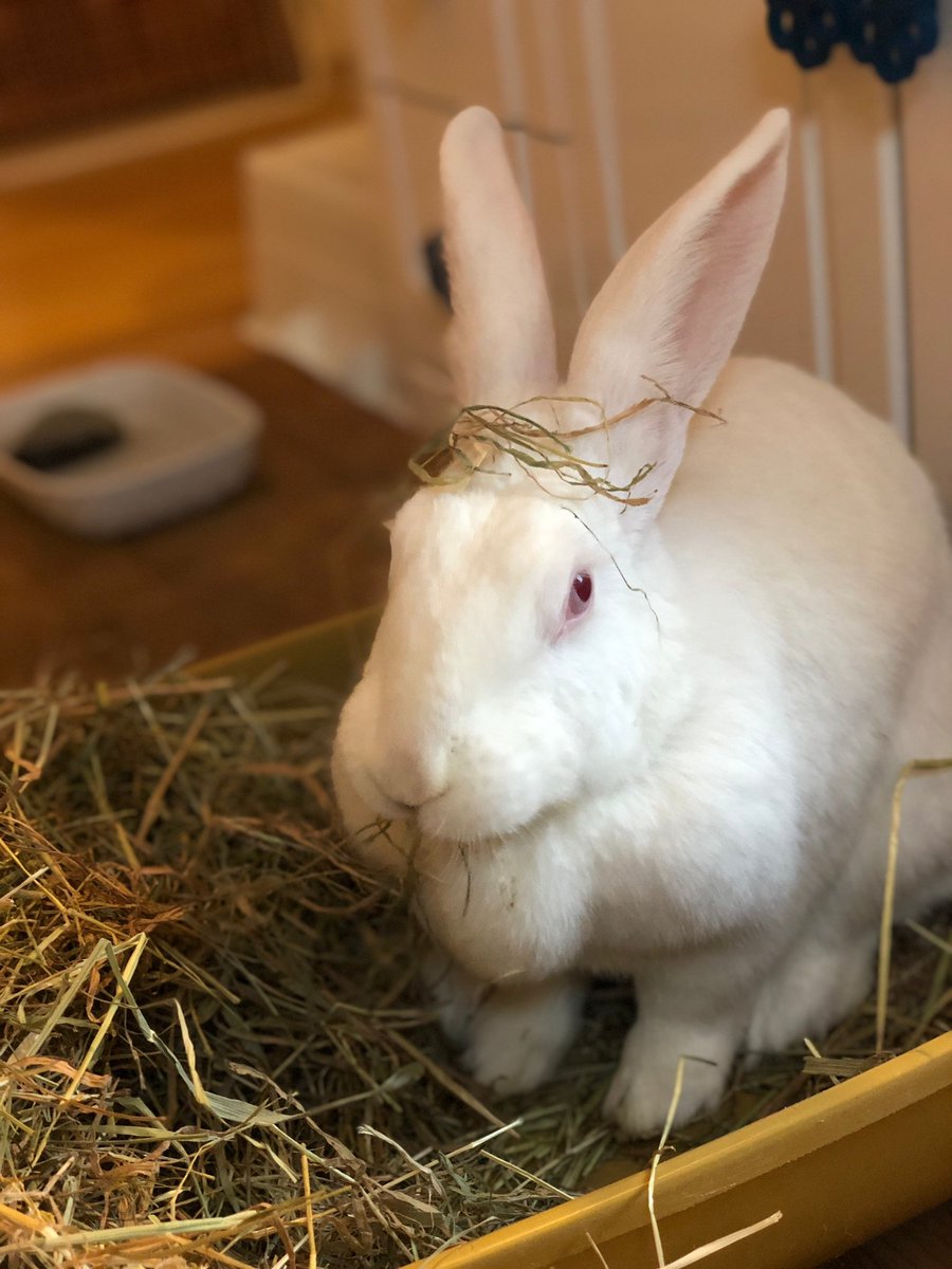 AssoWhiteRabbit's tweet photo. Winter est une lapine de 2 ans, réhabilitée par l'association en octobre 2022. Timide de prime abord, elle ne tardera pas à venir réclamer des papouilles qu'elle adore ❤
Plus d'infos et adoption : https://t.co/rfxQ6ZlVUz https://t.co/qTTyfSpIGP