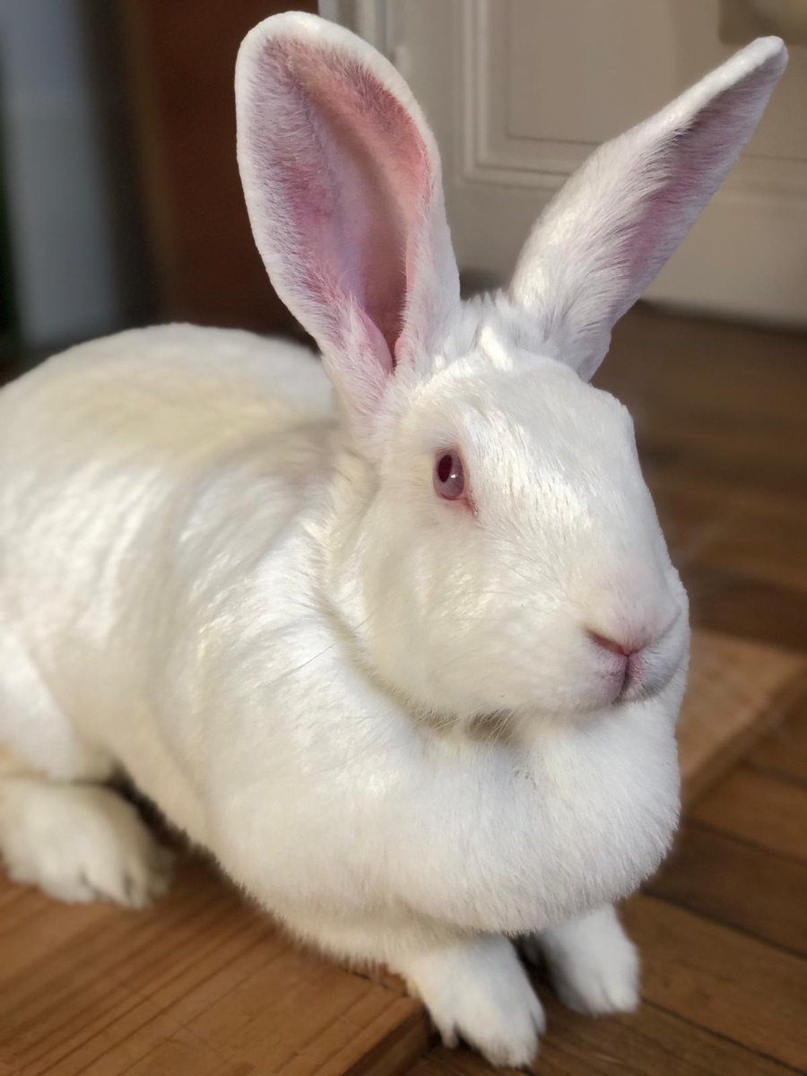 AssoWhiteRabbit's tweet photo. Winter est une lapine de 2 ans, réhabilitée par l'association en octobre 2022. Timide de prime abord, elle ne tardera pas à venir réclamer des papouilles qu'elle adore ❤
Plus d'infos et adoption : https://t.co/rfxQ6ZlVUz https://t.co/qTTyfSpIGP