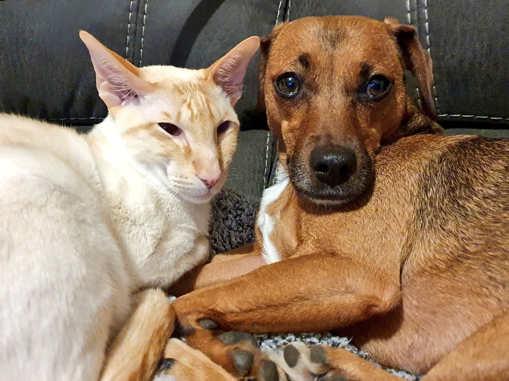 Us plotting?? Never!!! Love from Rupert & Daisy 🧡😺🐶🧡 #DoubleTrouble #SiameseCat #RescueDog #Terrier #CatsOfTwitter #DogsOfTwitter #OABDRgang