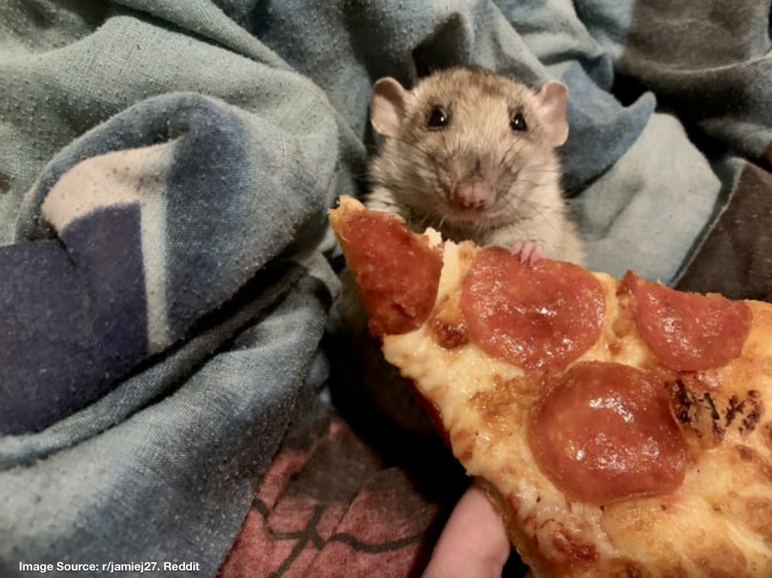Happy #NationalPizzaDay to all rats and their humans! 🐀❤️