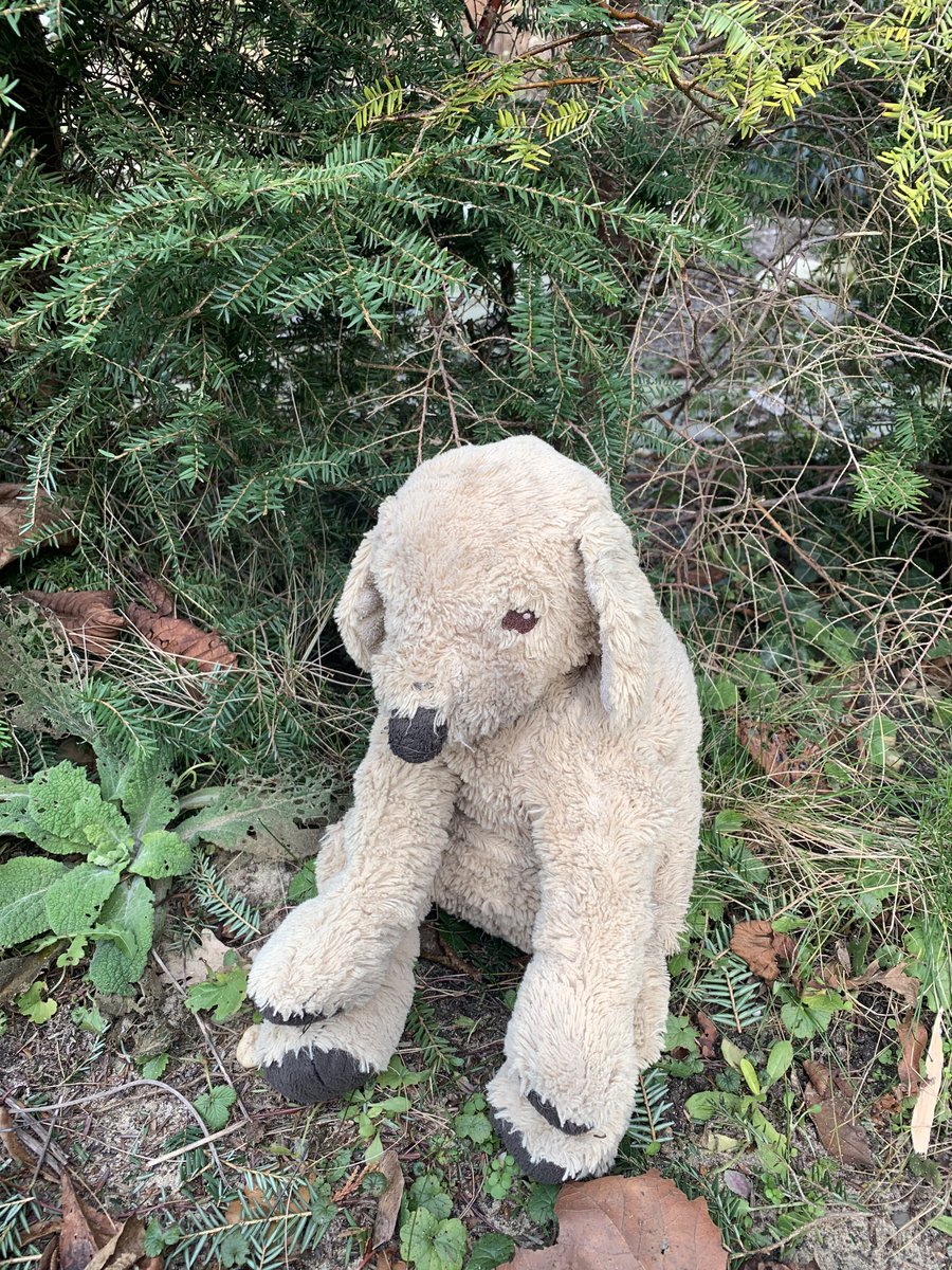 BoaEde_Victor's tweet image. Vanochtend een bijzonder stuk #valwild van de weg gehaald, maar deze wordt vast gemist….😊 We hopen op een spoedige hereniging met de eigenaar! Locatie: N224 t.h.v.  de A12. Contact via PB. #vermissing #knuffel