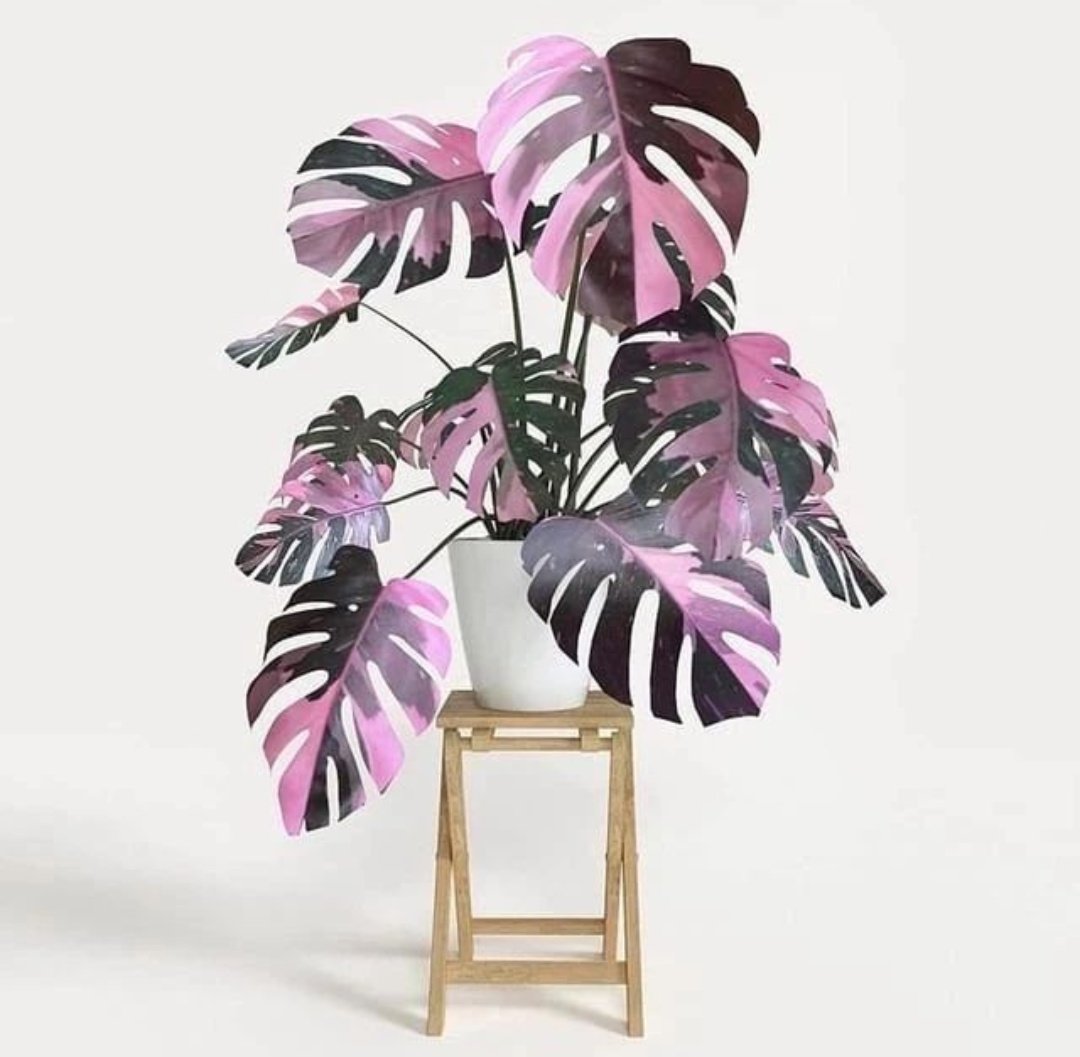 Dan garrett on Twitter "RT HobbyistPlant Would you want a pink