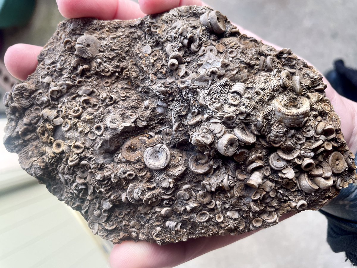 palaeokatie's tweet photo. Hello, I love carboniferous limestone 🖤 https://t.co/FqVbo0zTAH