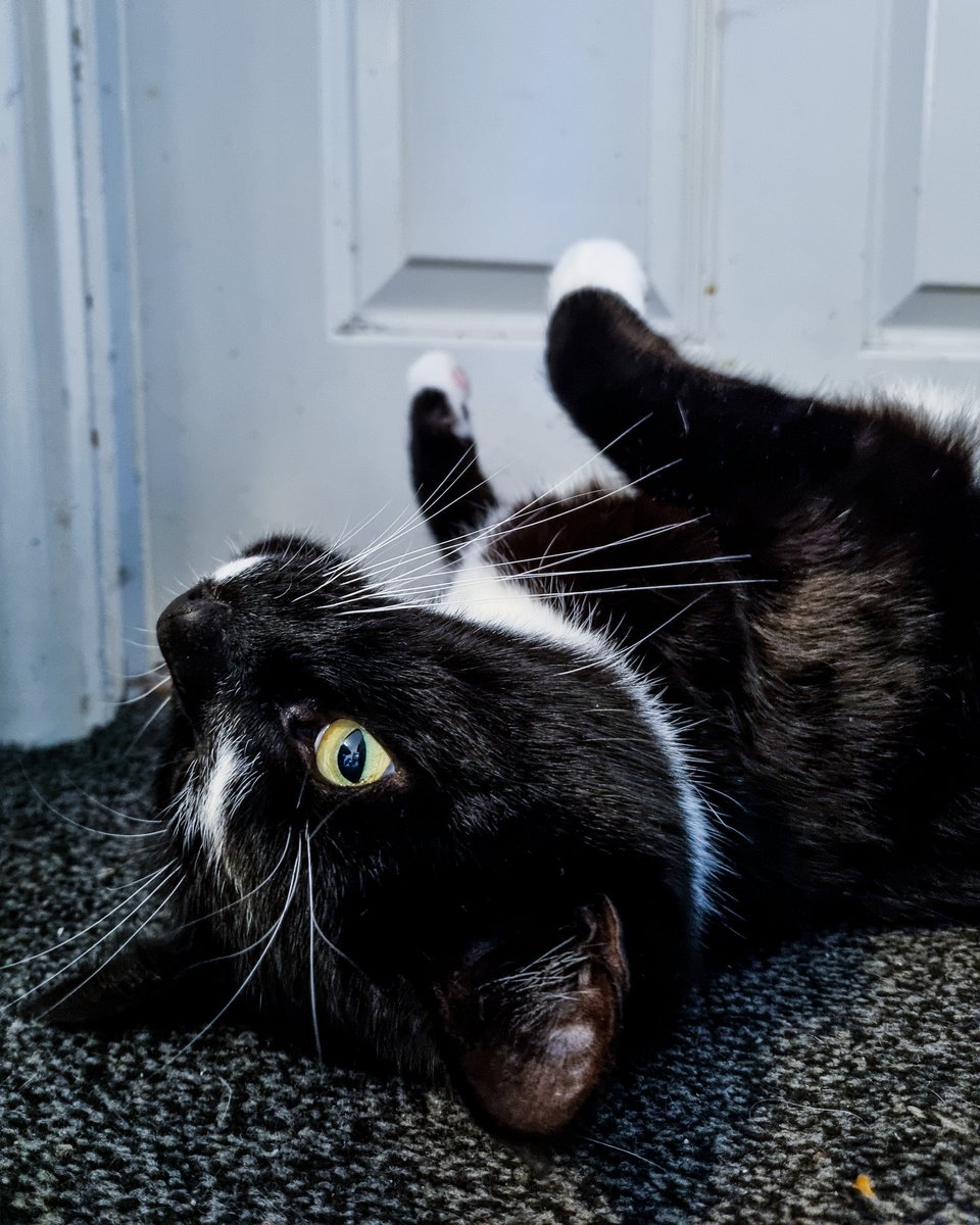 Ashleys Merwin Kitty tweet media