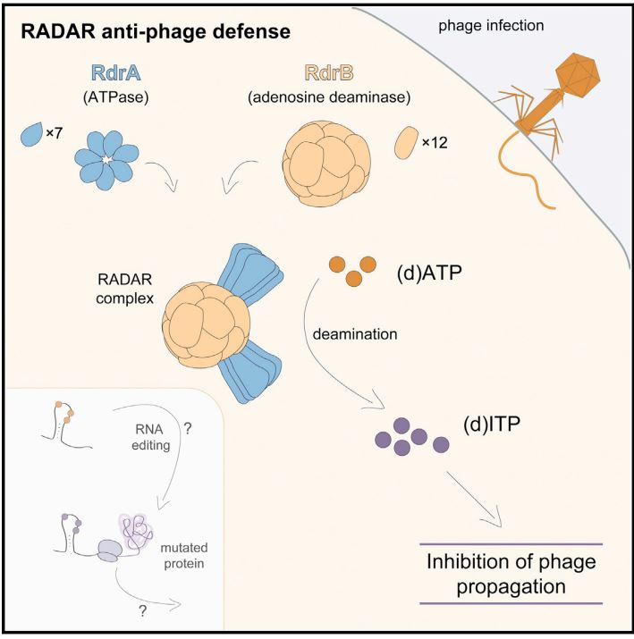 SorekLab's tweet photo. Out @CellCellPress: Together with the Kranzusch lab, we characterized RADAR, a giant immune machine that blocks viruses via adenine deamination

A complex of 96 protein subunits, 4 times heavier than the ribosome

Congrats @B_DuncanLowey and @Nitzan_T!

https://t.co/K7PfhaZetY https://t.co/ZmJTQluqqQ