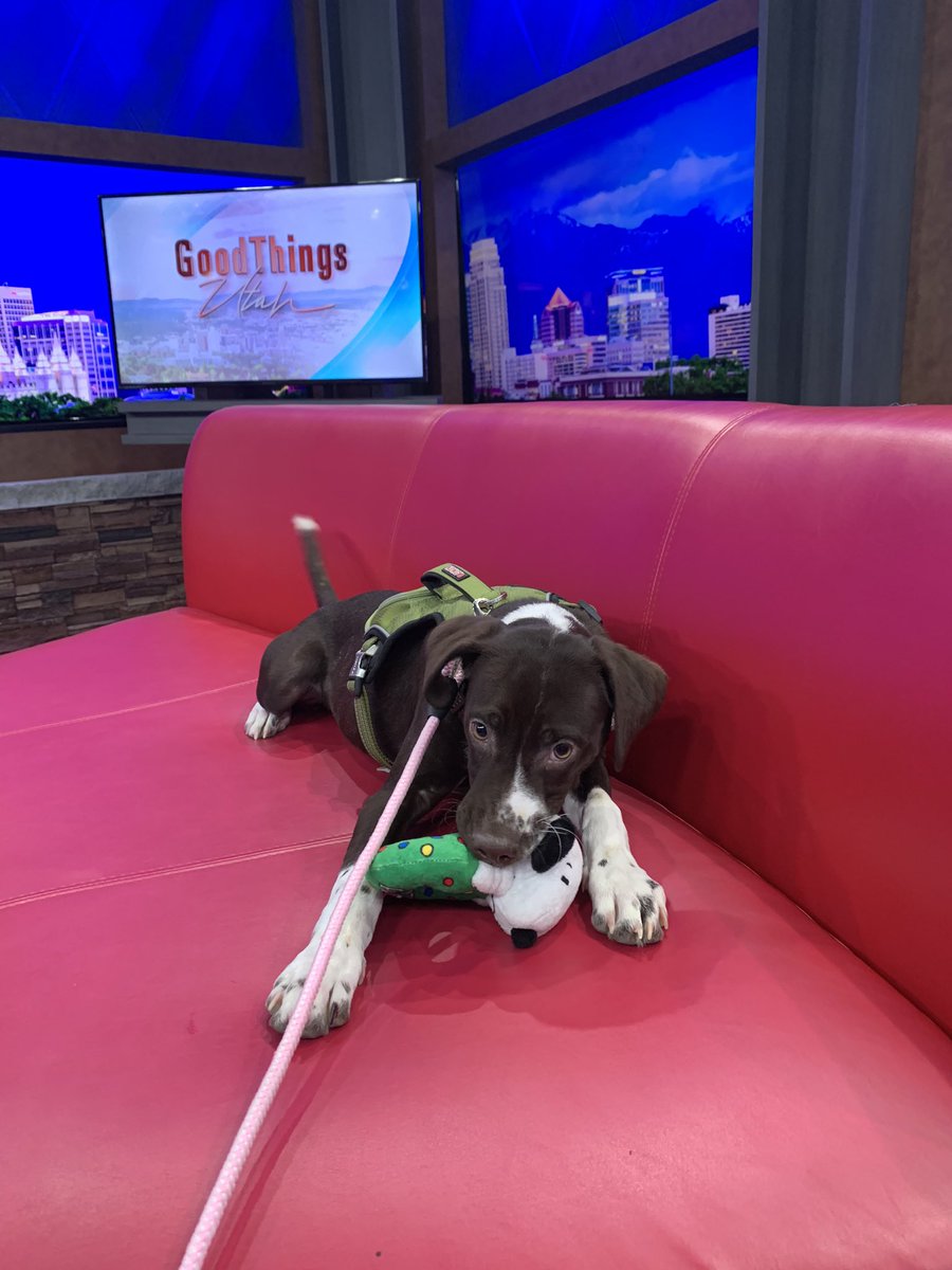 SLCoAnimals's tweet image. @ABC4GTU Thanks for letting Roche couch crash this AM! She’s available for adoption @SLCoAnimals #adoptutahpets #slco #gsp #thursdaymorning