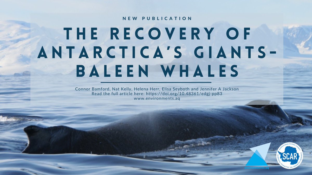 🌊 New Antarctic Environments Portal publication: 🌊
The recovery of Antarctica’s giants – baleen whales

Many Antarctic baleen whale populations are showing signs of recovery, but populations are returning to a 🌊 facing changes over the next century.

🐋 doi.org/10.48361/edgj-…