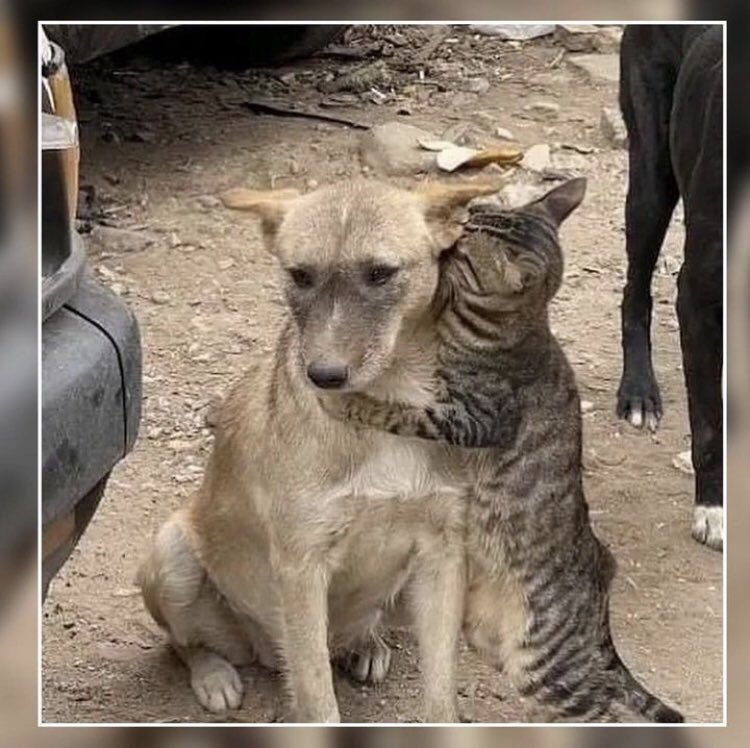 Kalbimi bıraktığım fotoğraflardan diğeri enkazdan çıkarıldıklarında oluşan tablo doğal düşman dedikleri canlılar birbirine sarılıyor 🤍 #TurkiyeDeprem #deprem #depremden