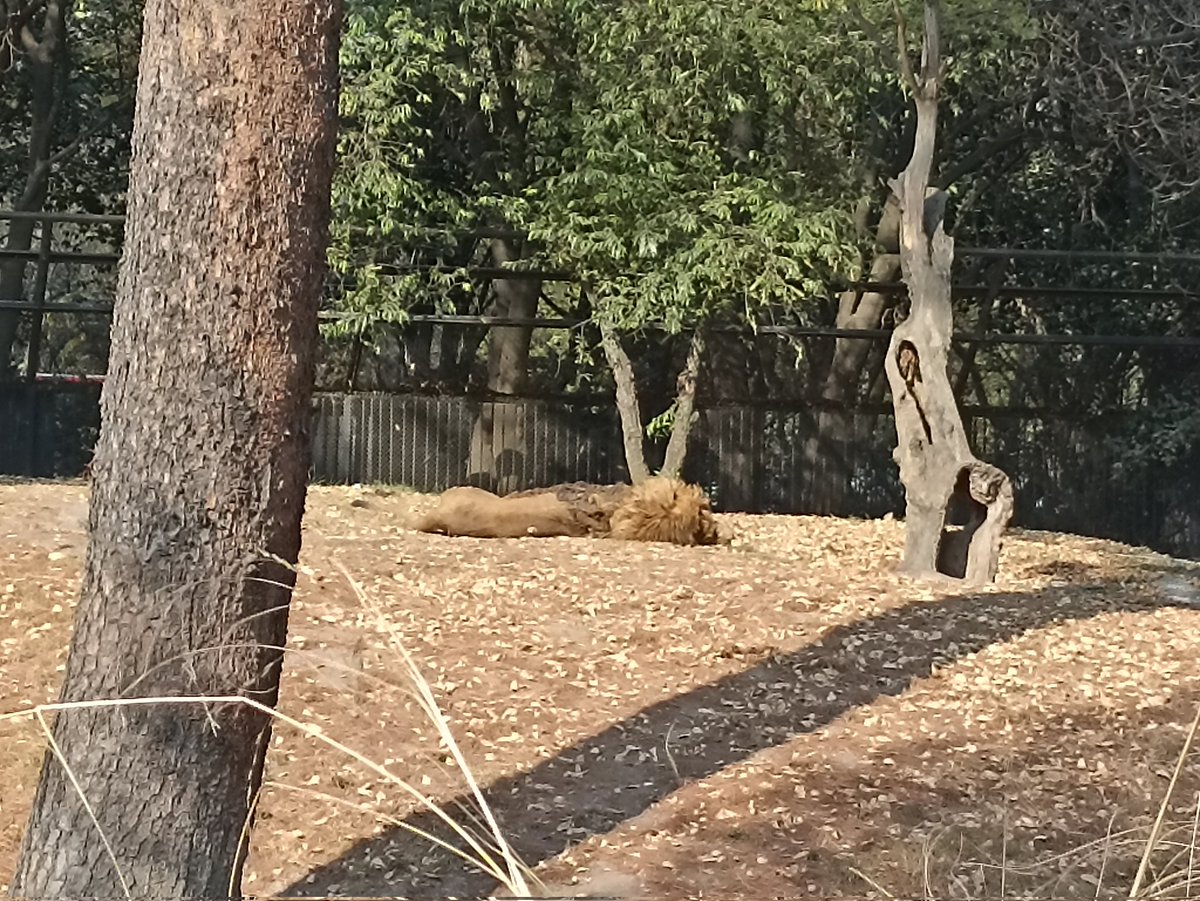 Monimomo2022's tweet photo. @marthadebayle Es una tristeza apenas fui al zoológico de Chapultepec y un león en huesos!!! https://t.co/wCWd2A9cvC