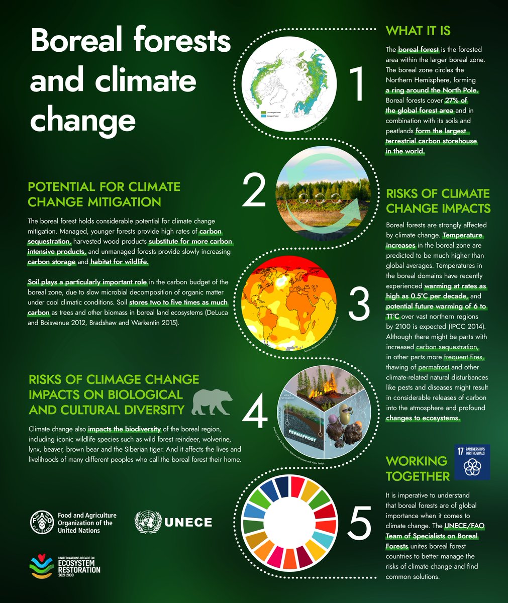 The Boreal Forests circling the Northern Hemisphere are the world's largest terrestrial carbon storehouse. Their protection is fundamental to limit #globalheating to 1.5° C, for #biodiversity &amp; #SDGs 🌱🌎

via @unece &amp; @fao #ForNature 🌱🌱🌱🌿🌳
#Biodiversity 🌲