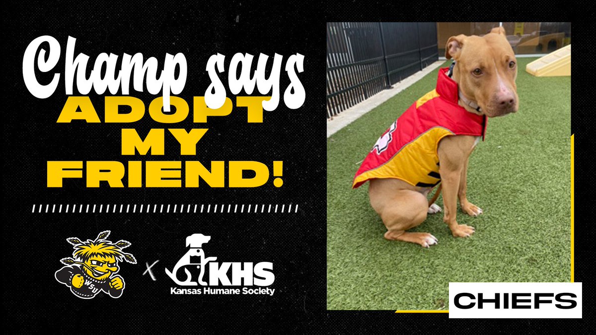 Help Chiefs find a new home today! <a href="/kshumanesociety/">Kansas Humane Society</a> 

 🏠⤵️
kshumane.org/adopt/pet-deta…