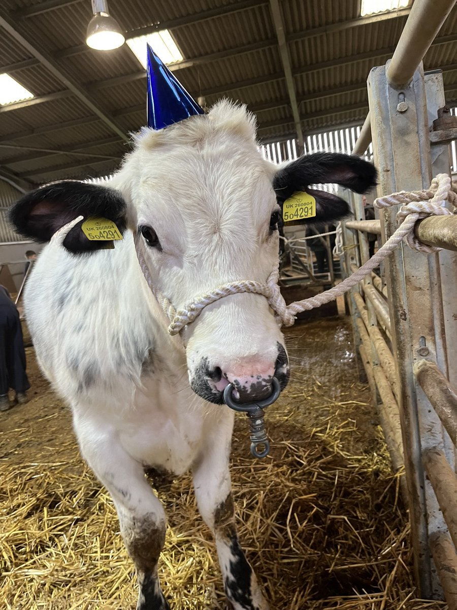 bingbong2005's tweet photo. It is Delilahs 1st birthday today! We all had a party to celebrate!!@TheNorthSchFarm https://t.co/R9Xeda6NNR