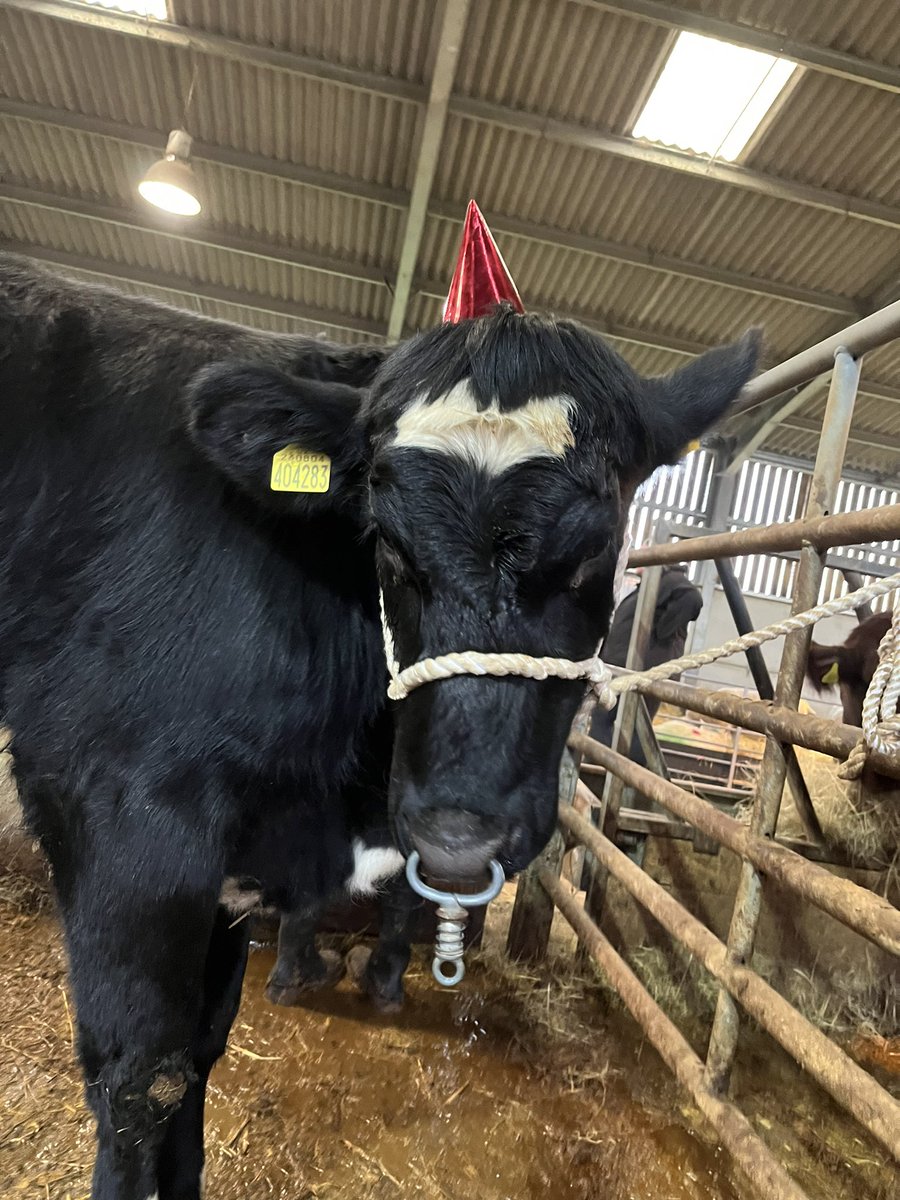 bingbong2005's tweet photo. It is Delilahs 1st birthday today! We all had a party to celebrate!!@TheNorthSchFarm https://t.co/R9Xeda6NNR