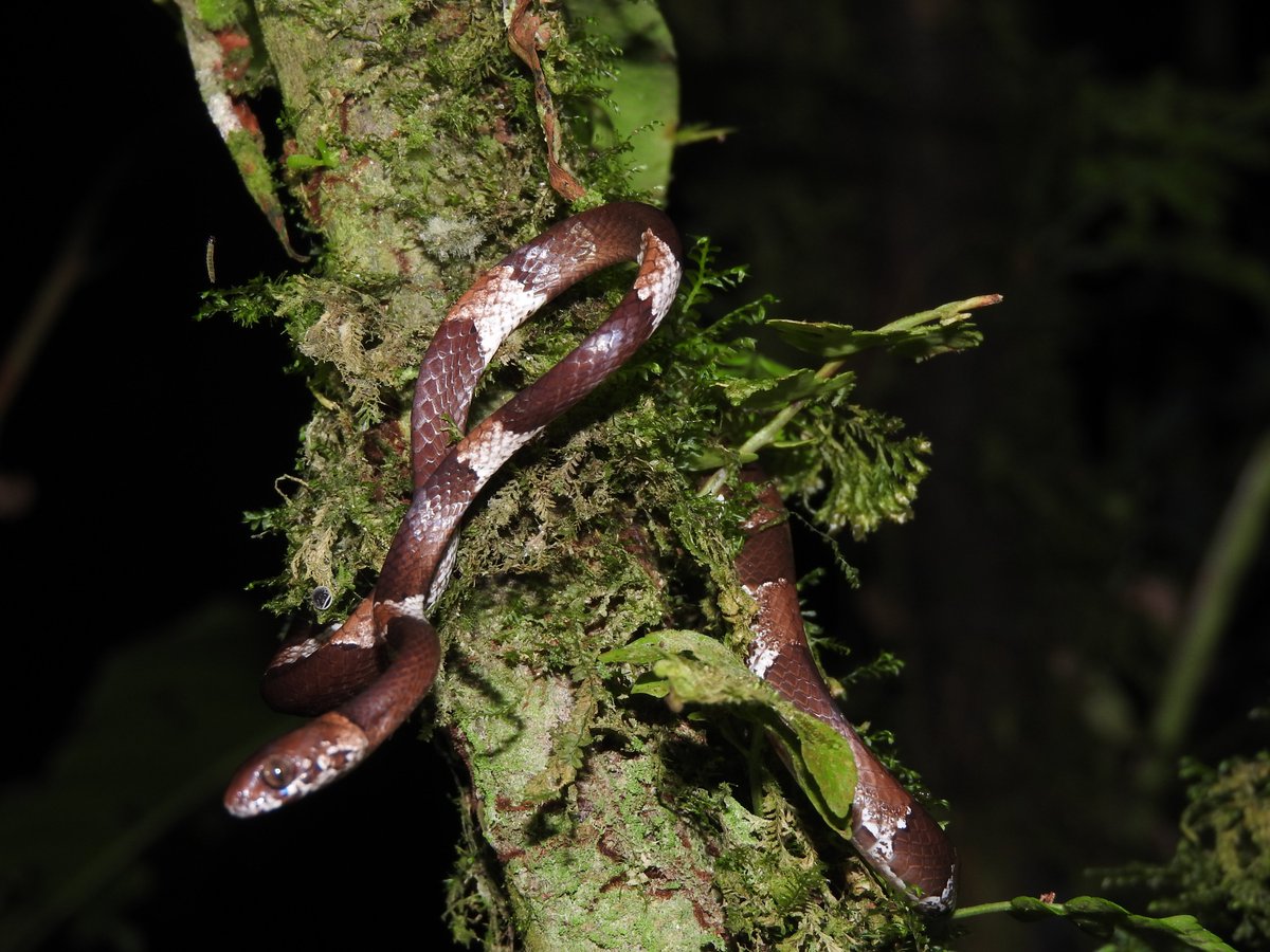 senacyt's tweet photo. 🇵🇦Panamá descubre nueva especie de serpiente🐍

Científicos de varios países unieron fuerzas para la descripción de tres nuevas especies de serpientes, dos de ellas endémicas de Panamá.

Lee la nota completa en nuestra página web:  https://t.co/JTgZ5jiPdc https://t.co/vIgu0dquzT