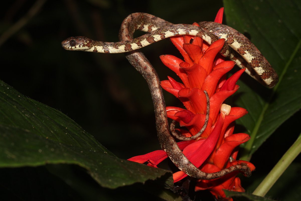 senacyt's tweet photo. 🇵🇦Panamá descubre nueva especie de serpiente🐍

Científicos de varios países unieron fuerzas para la descripción de tres nuevas especies de serpientes, dos de ellas endémicas de Panamá.

Lee la nota completa en nuestra página web:  https://t.co/JTgZ5jiPdc https://t.co/vIgu0dquzT