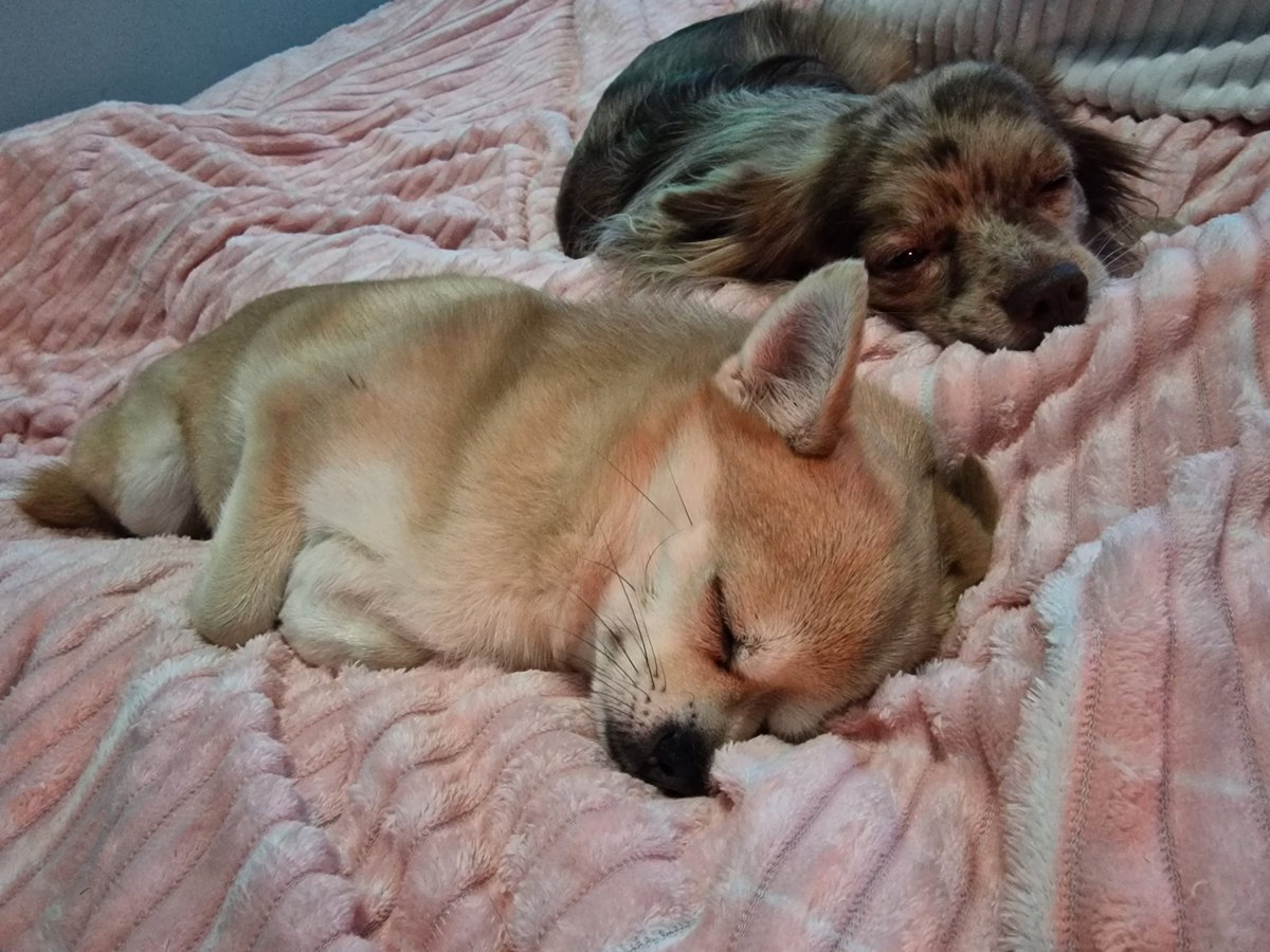 Snoozy dogs are the cutest don't you think ?
RT... Like