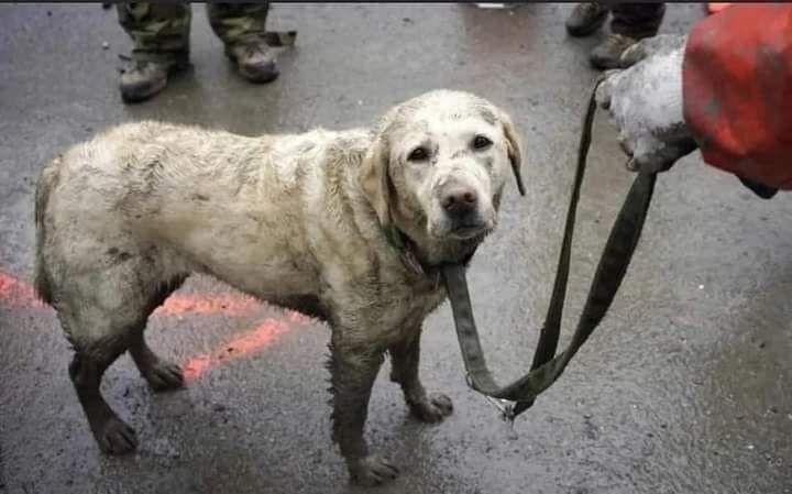 Esta madrugada después de 16 horas ininterrumpidas de trabajo, salvó a 10 personas. Después le niegan que viaje en tren o avión, o que se bañe en "Tu playa". Él daría la vida por tí sin conocerte, tu se la quitarías sólo para tu disfrute personal.
SEAMOS MÁS ANIMALES 🐾