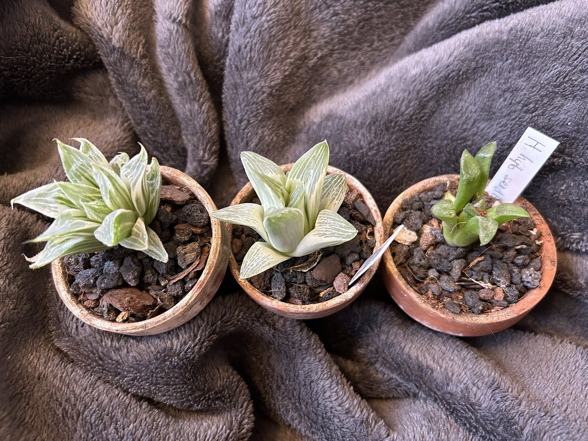 I got these beauties yesterday in a mystery bag and they are perfect to begin rebuilding my lost collection of haworthias.