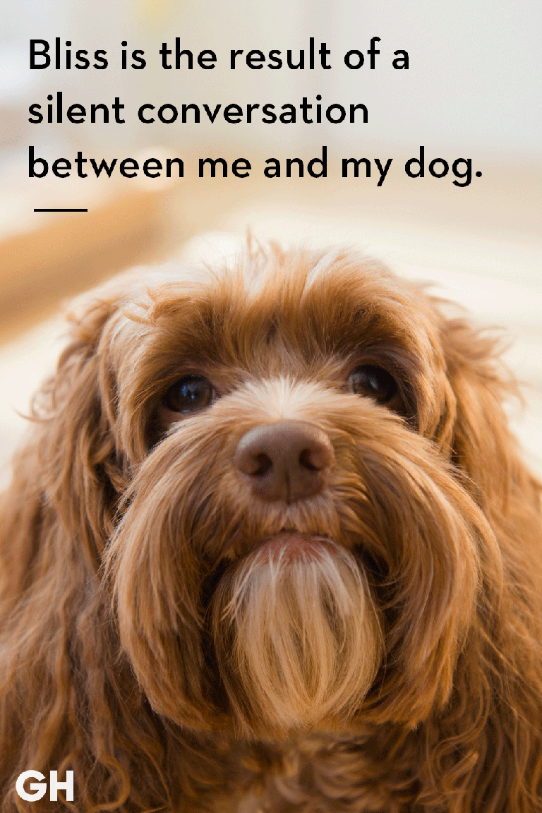 NsamProject's tweet image. Bliss is the result of a silent conversation between me and my dog. 

Who has and loves conversations with their dog? 

#serviceanimals #animalhumanbond #bond #conversations #silent #safety #security #independence #recognize #honor #handlers #supporters #thankyou #sacrifice