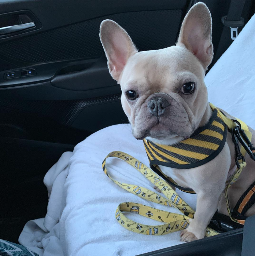 FrenchBullDogd5's tweet photo. Cute frenchi dogβ₯οΈπππ
#getmeatwelvecount #andsomewafflefries #doesnotshare #chickfila #nuggets https://t.co/p1BFEPc9ft