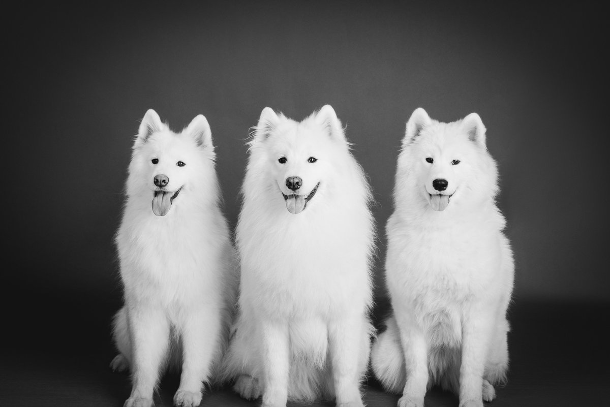 briankellogg's tweet photo. #doglife #happydog #dogoftheday #dogs #doglover #dogmom #dogphotography
#giftsforhim #happymothersday #family #kids #toddler #parenting #gifts #parents https://t.co/Q7jbUxcjwd