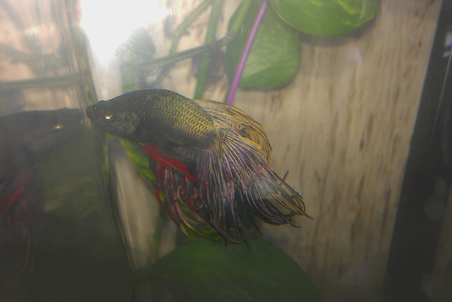 couriercod's tweet photo. Whether you want to enter, observe or simply acknowledge the existence of the Betta Olympics, betta fish are smarter and more entertaining pets than they get credit for. https://t.co/pDJZFQe5GL

#bettafish #bettaolympics #fishintelligence #pets https://t.co/b9GRMo3UpS