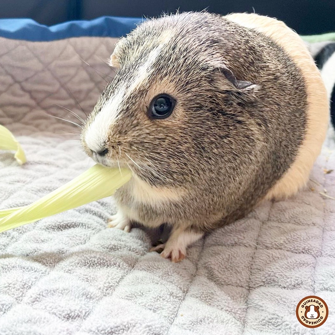 GuineaDad's tweet photo. Everyone check out our amazing #GuineaDadModel of the week! Our Manuka is munching on a corn husk with a side of cuteness! 🥰 @manuka.the.guinea.pig #ProudPigParents #GuineaPigLove
💓 Click the link below to shop GuineaDad Liner!
https://t.co/FZKSOijYeA https://t.co/hRcBwbgafB