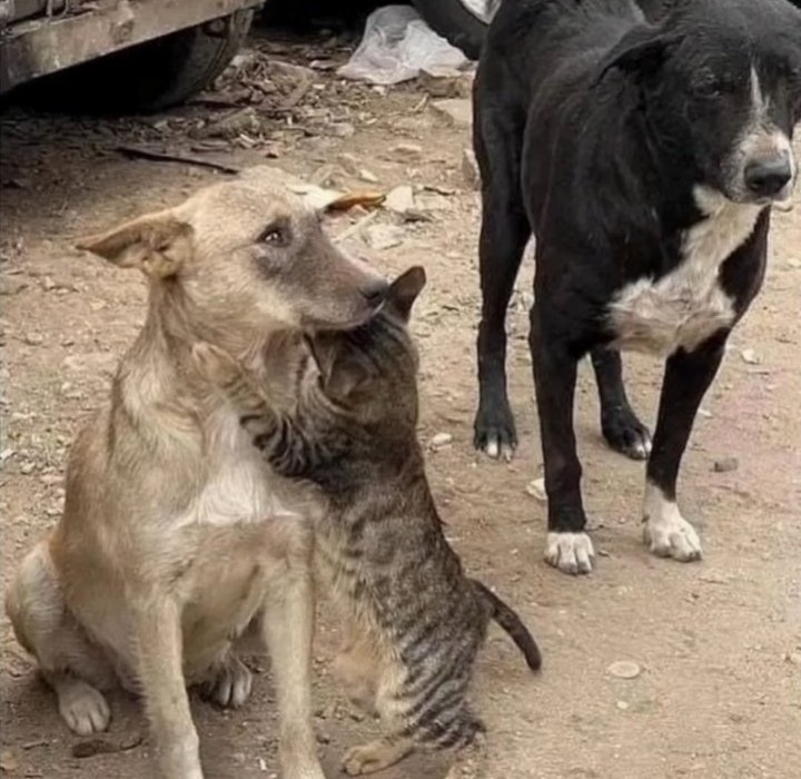 Enkazdan çıkarıldıktan sonra birbirine sarılan kedi ve köpek....