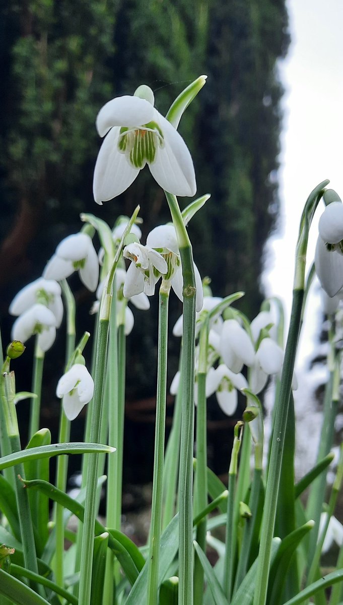 Not pictured is me lying on the wet grass to get this shot. #snowdrops #galanthus #galanthophile