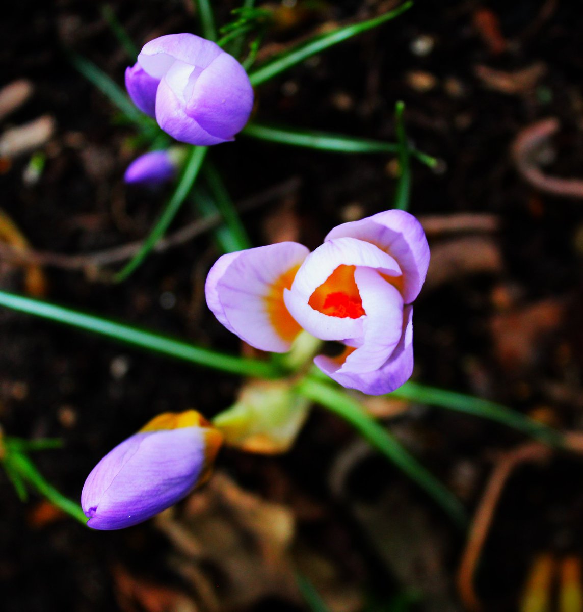Crocuses fully opened and opening up! 

#flowers #purple #purpleflower
