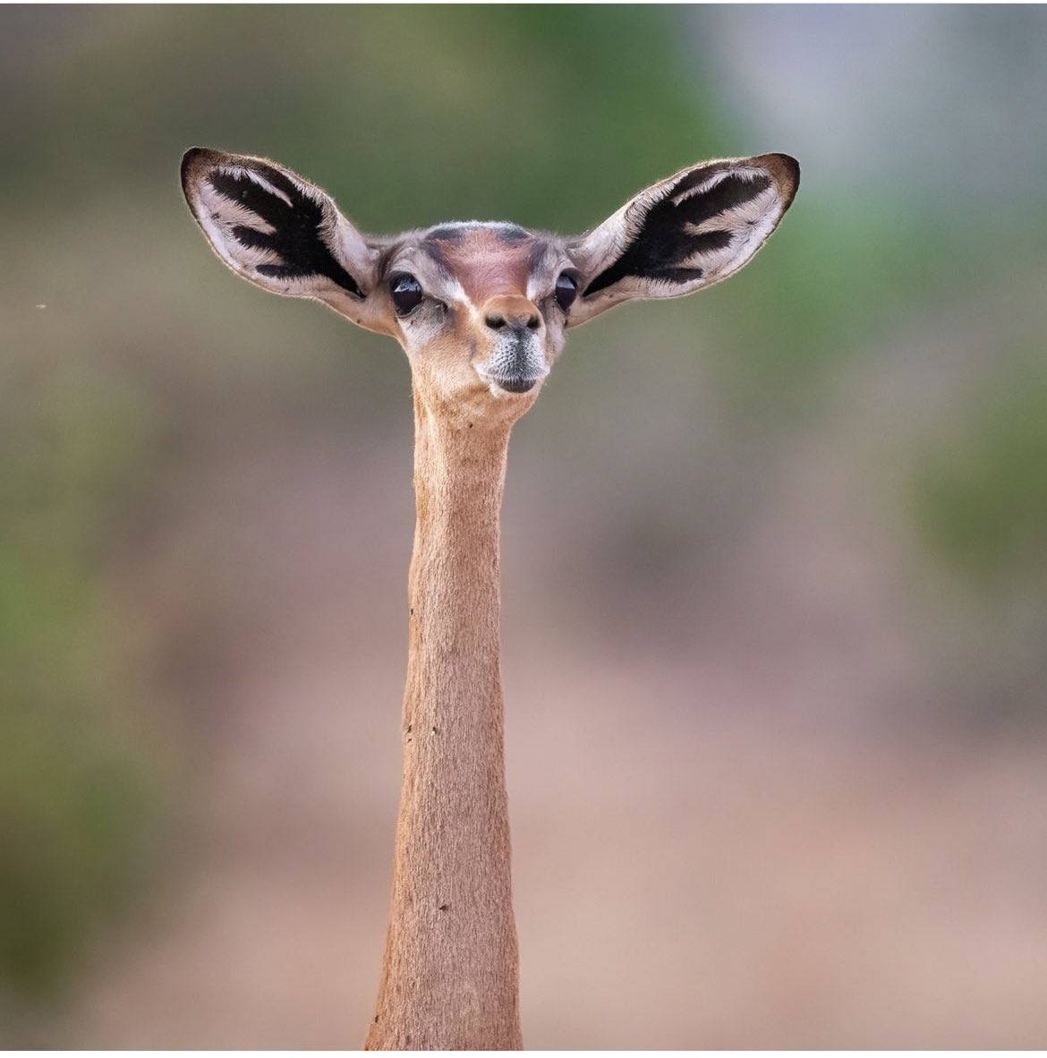 Der findes et dyr, der hedder girafgazelle 🫢 det var bare det