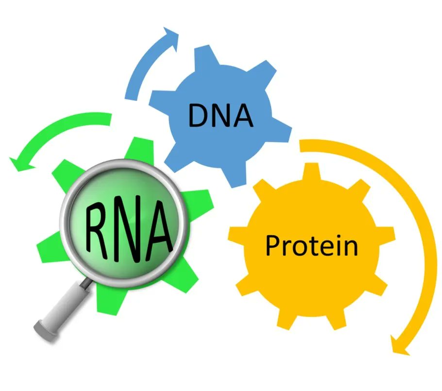 FEBSJournal's tweet photo. 💥 Viewpoint review out now in early view!💥 - 'Versatile RNA: overlooked gems of the transcriptome'. Authored by @Erson_BensanLab from @METU_ODTU 

Read this excellent review here 🔗 https://t.co/qiZc2VBrhU https://t.co/9f0XQ2E769
