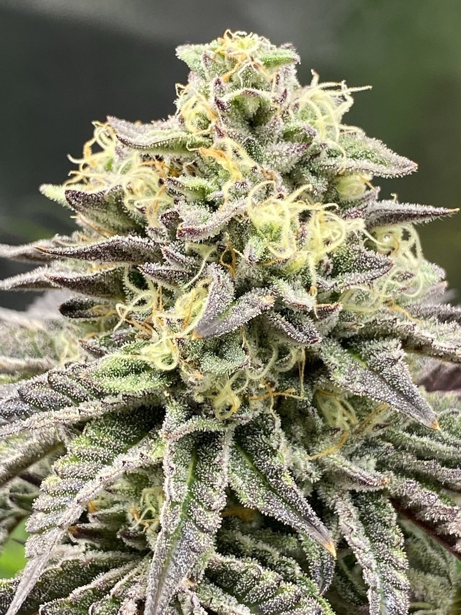 breeder_j's tweet photo. What are your go-to strains for boosting creativity and focus? 
Let's start a #StrainDebate in the #CannabisCommunity 🤔💨 https://t.co/AfJujYpkrm