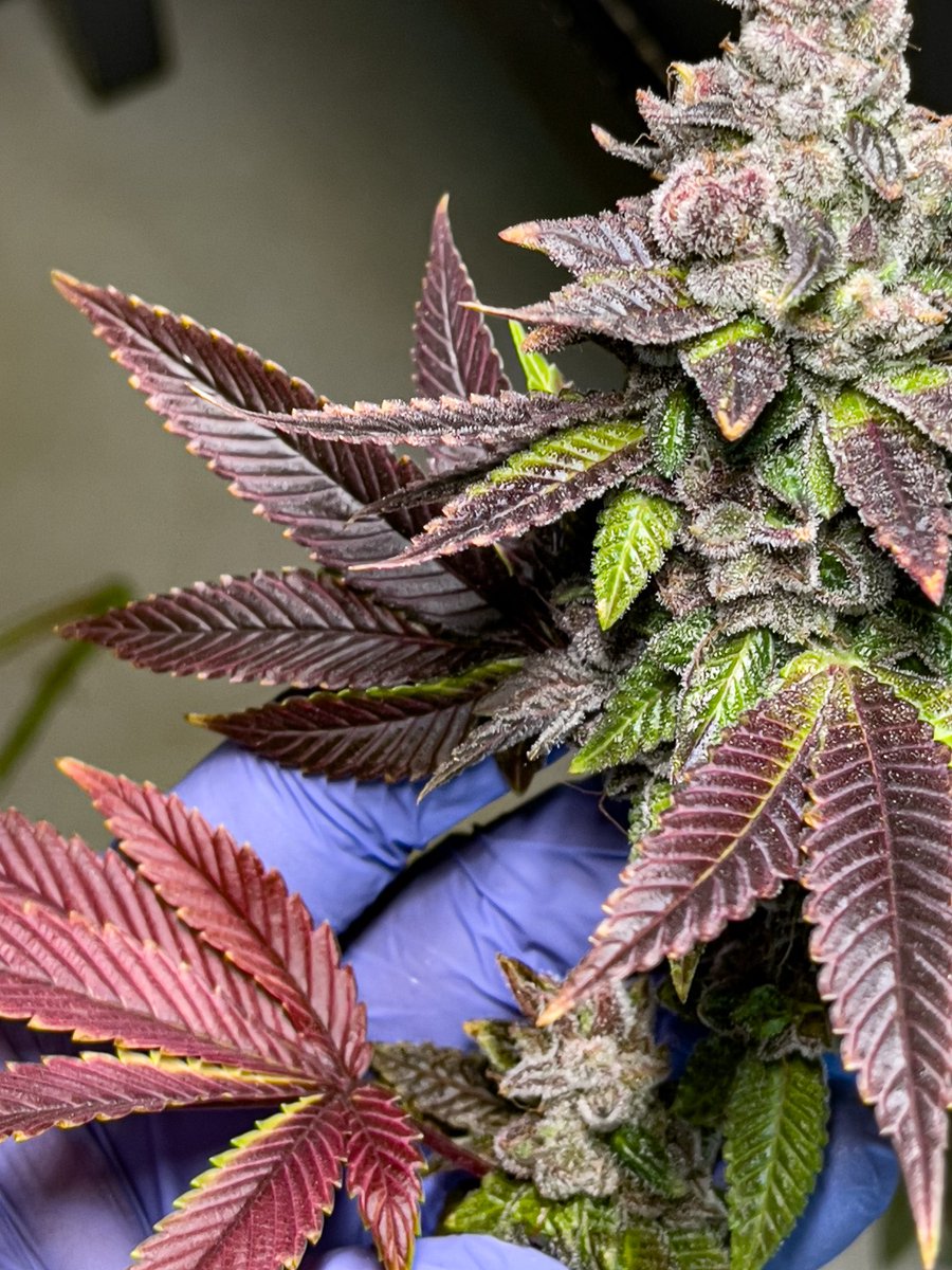 breeder_j's tweet photo. What are your go-to strains for boosting creativity and focus? 
Let's start a #StrainDebate in the #CannabisCommunity 🤔💨 https://t.co/AfJujYpkrm