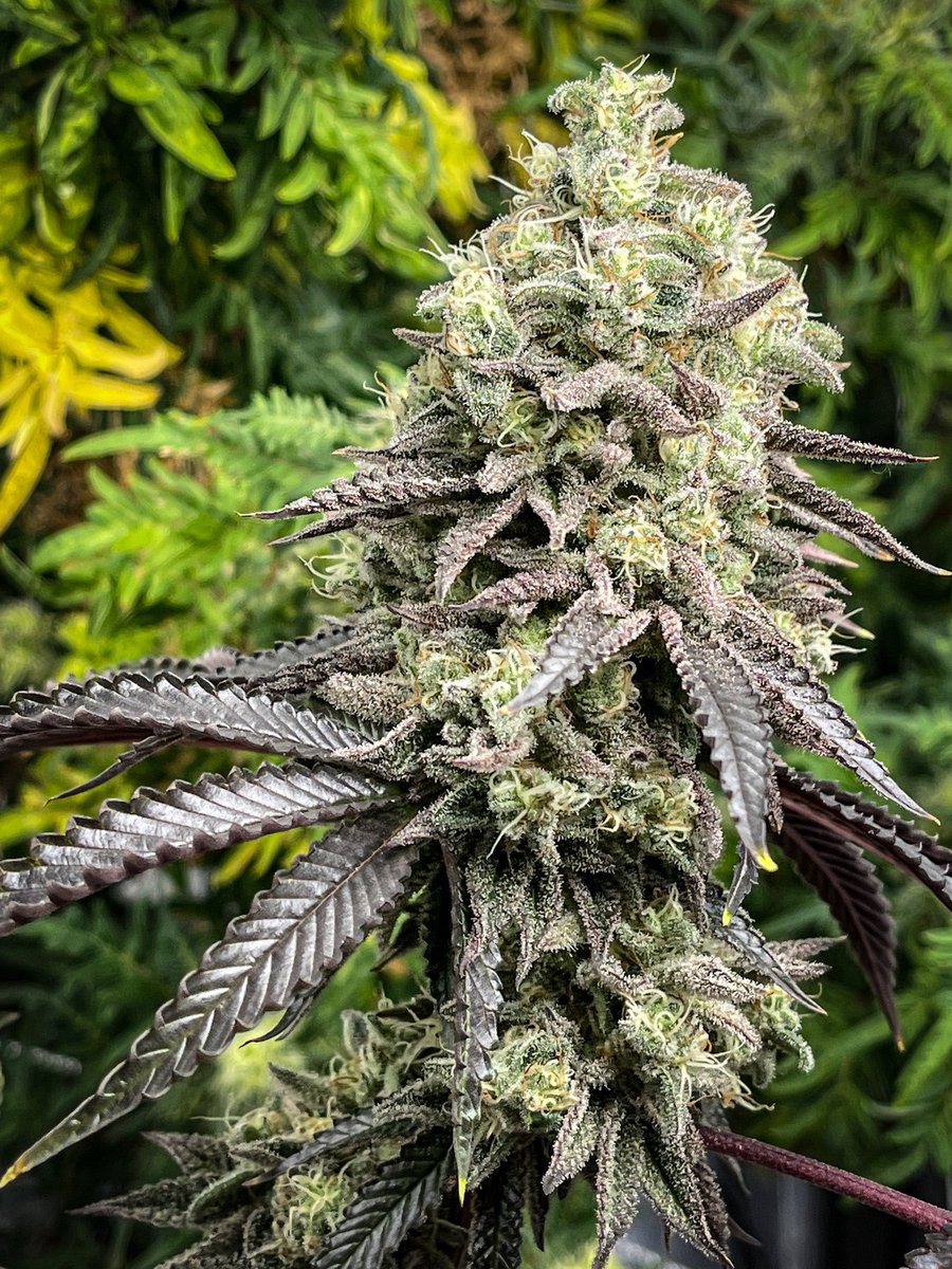 breeder_j's tweet photo. What are your go-to strains for boosting creativity and focus? 
Let's start a #StrainDebate in the #CannabisCommunity 🤔💨 https://t.co/AfJujYpkrm