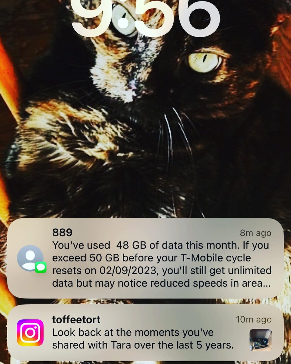 latte_lib_86's tweet photo. Happy 5-year #adoptiversary, Toffee Cat! 😻💜🐾 (Go follow @toffeetort on Instagram!) #CatsofTwitter #tortitude #tortiecrew #adoptmeow #followmycat https://t.co/MCd8acFiHE