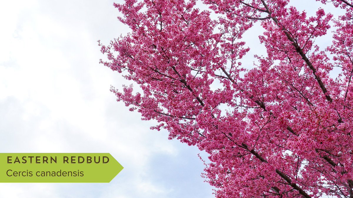 Tomorrows_Trees's tweet photo. Have you seen any of these native trees around your neighborhood? Native trees are critical to improving nature. They benefit local animals, they help other plants thrive, &amp; improves clean water.

If you want to take part in tree plantings check out our social this spring! https://t.co/ywei4POIG7