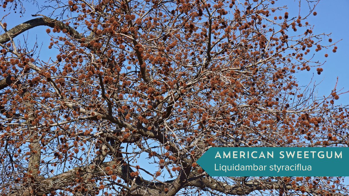 Tomorrows_Trees's tweet photo. Have you seen any of these native trees around your neighborhood? Native trees are critical to improving nature. They benefit local animals, they help other plants thrive, &amp; improves clean water.

If you want to take part in tree plantings check out our social this spring! https://t.co/ywei4POIG7