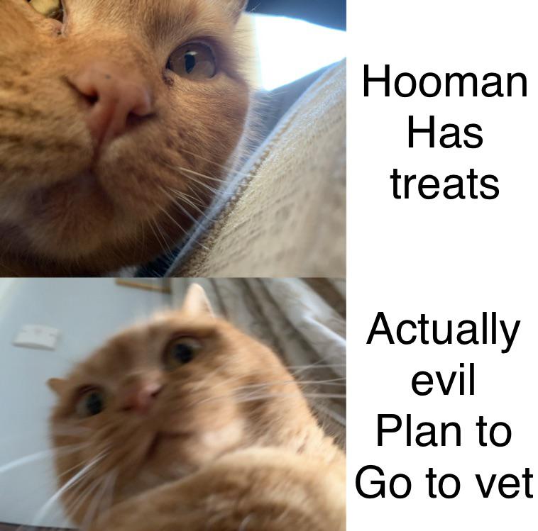 DontShowYourCat's tweet photo. https://t.co/HxTAWYlKqf