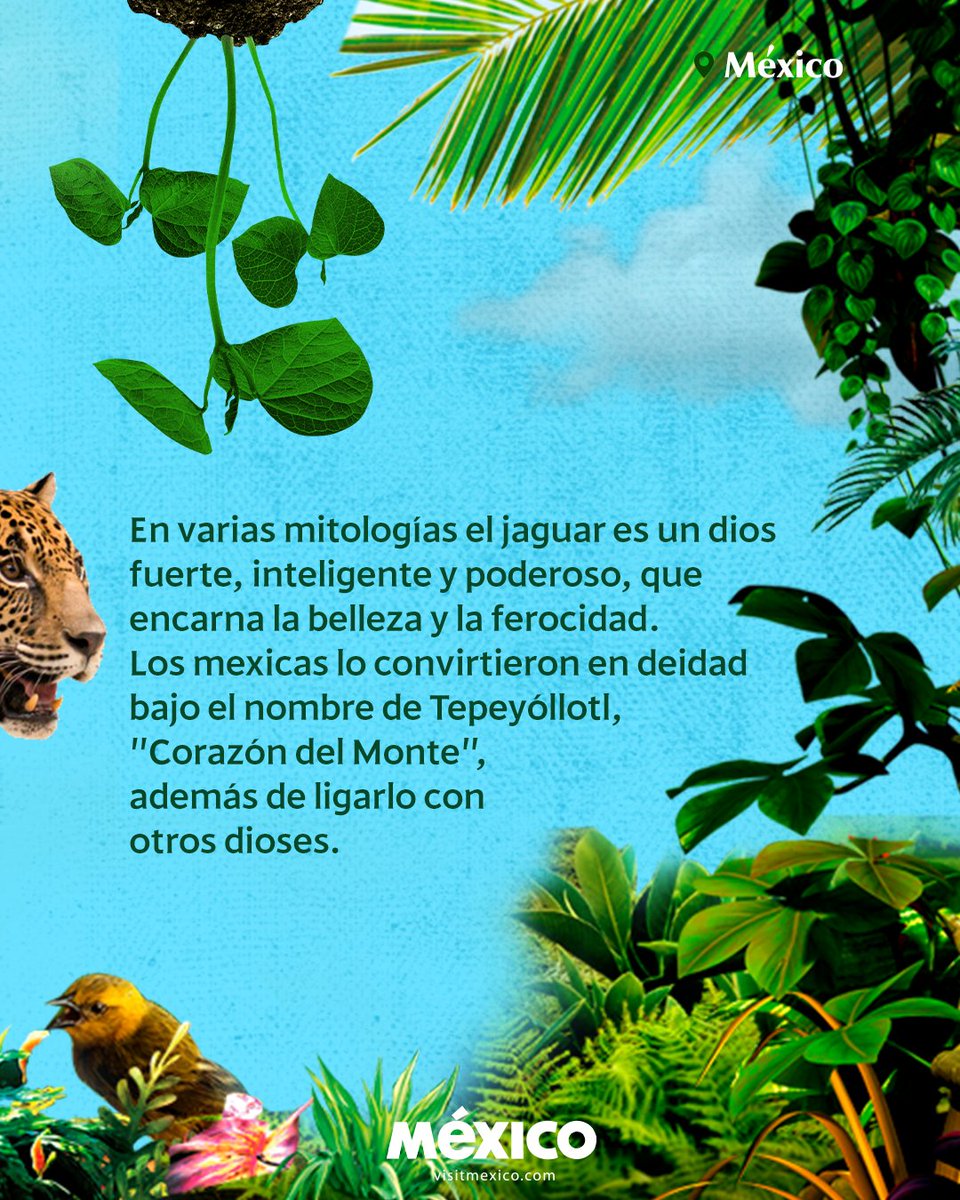 Con un importante lugar en la cosmovisión, el jaguar o también conocido como 'tigre de América' 🐯 es un ejemplar con belleza y ferocidad que ronda por los bosques de Campeche, Chiapas y Quintana Roo ¡Conoce un poco más 💙!