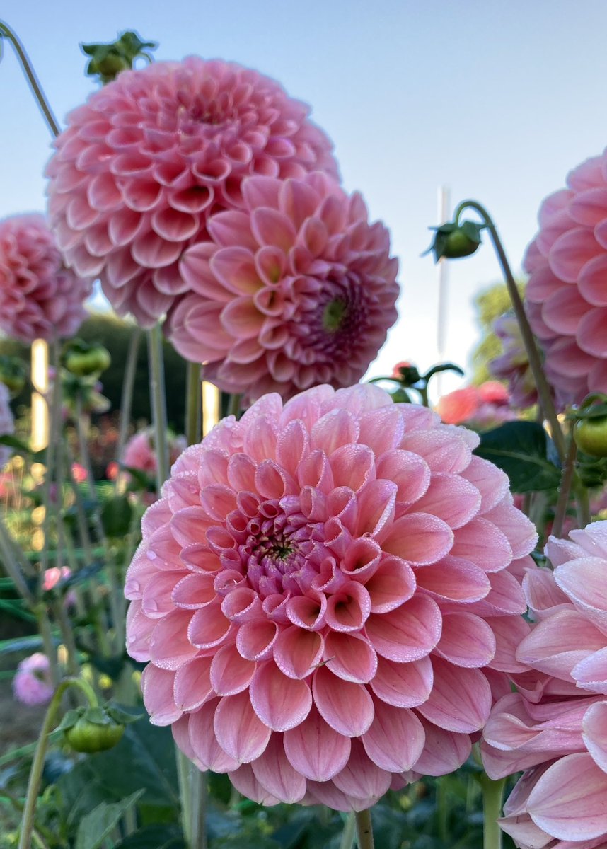 DorsetDahlias's tweet photo. Good afternoon from Dorset Dahlias. #dahlias #flowers #gardening #dahlialove https://t.co/jZBoYzFYKa
