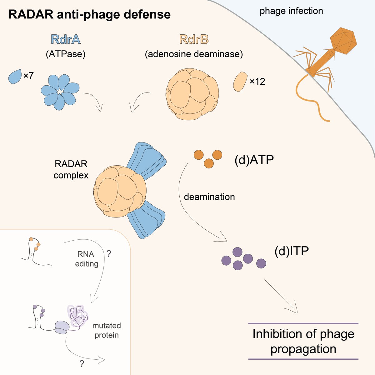 Happy to share the last of my PhD work from the Kranzusch lab in its final form! Together with <a href="/Nitzan_T/">Nitzan Tal</a>  and <a href="/SorekLab/">Sorek Lab</a>, we characterized the RADAR defense complex: cell.com/cell/fulltext/…