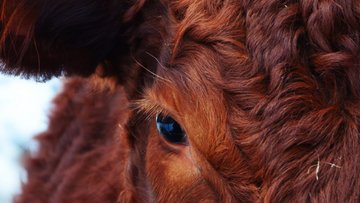 Meat companies face an uncertain year ahead based on a variety of factors. #foodservicesupplychain #restaurantsupply 
supplychainscene.org/resources/insi…