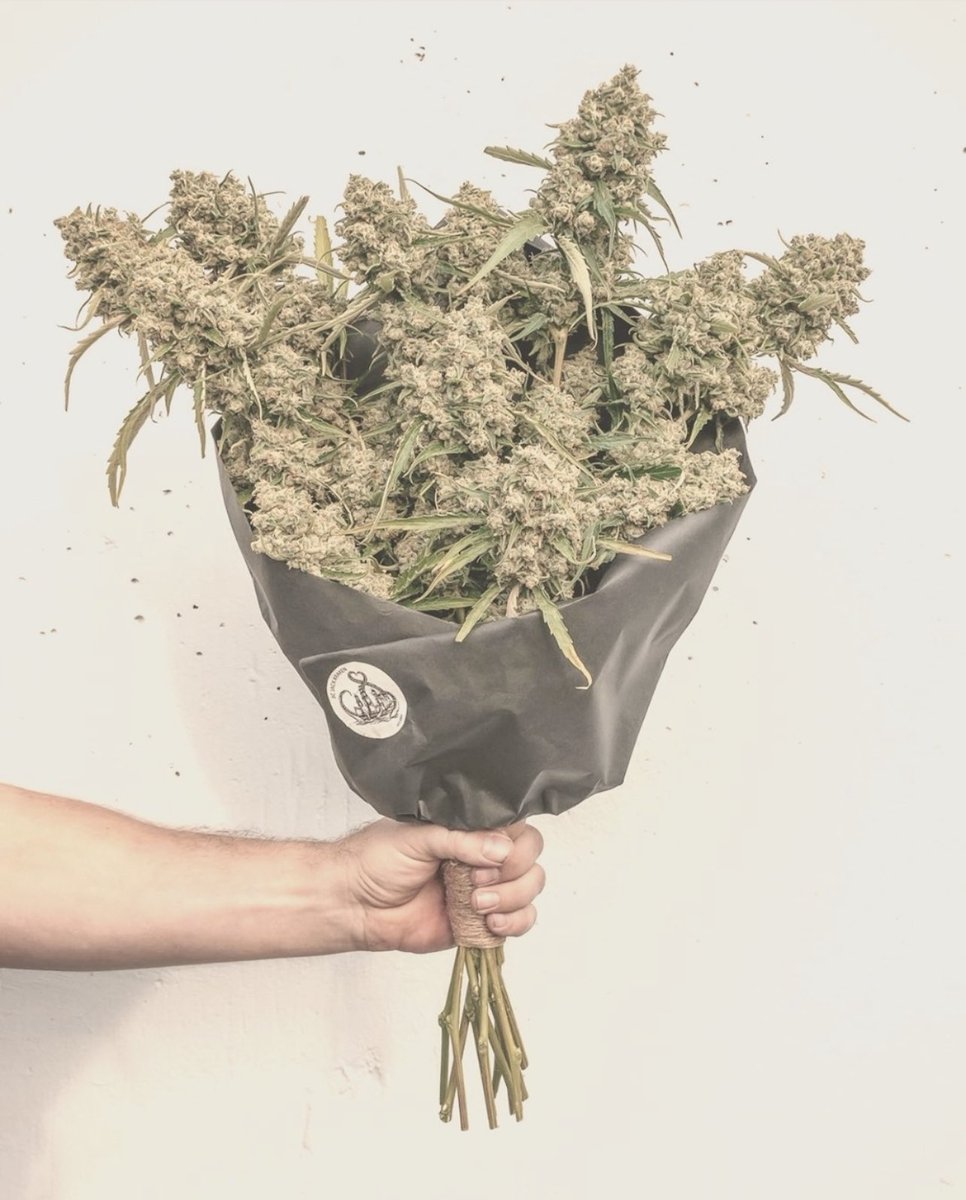 PleasurePeaks's tweet photo. Celebrate love and self-care with 15% off on all #CBD pleasure products cannabis-infused sex toys + lingerie. Indulge in some much-needed relaxation and heighten your intimate moments with our premium quality products. Use code LOVE. Hurry, this offer ends on #ValentinesDay! 💋 https://t.co/APE46NPw9H