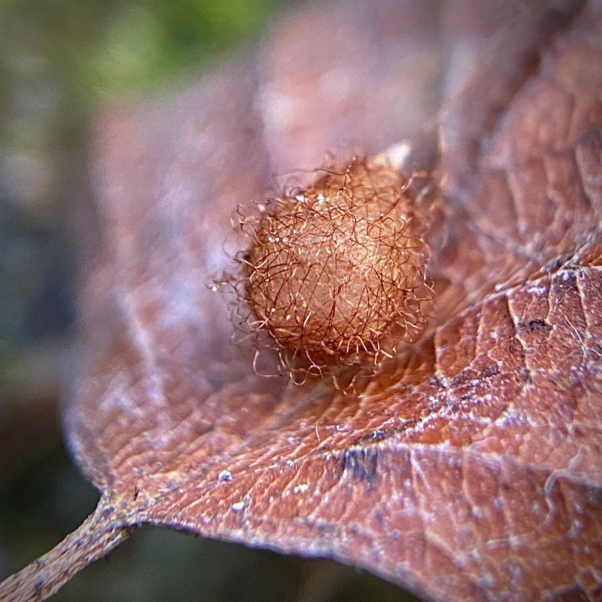 bernoid's tweet photo. Pirate spider egg sac!!! (with some tiny yellow fungi behind) Ero aphana I reckon. Stunning little structures. @Tone_Killick #piratespider #eggsac #fungi #spider #spiders https://t.co/Z1axYrmO75