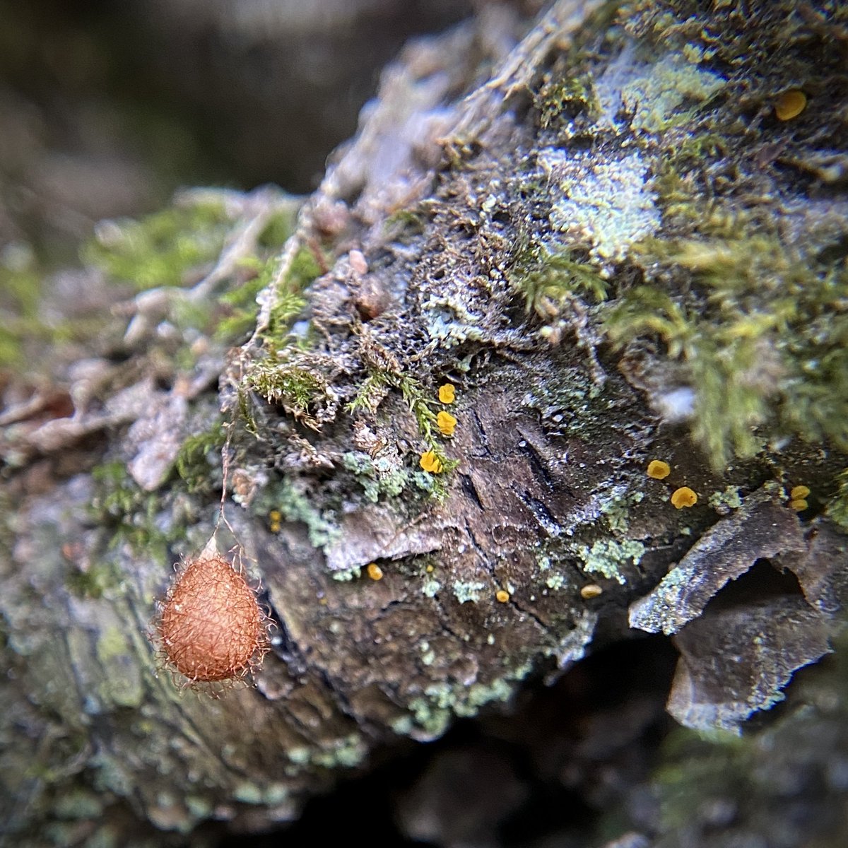 bernoid's tweet photo. Pirate spider egg sac!!! (with some tiny yellow fungi behind) Ero aphana I reckon. Stunning little structures. @Tone_Killick #piratespider #eggsac #fungi #spider #spiders https://t.co/Z1axYrmO75