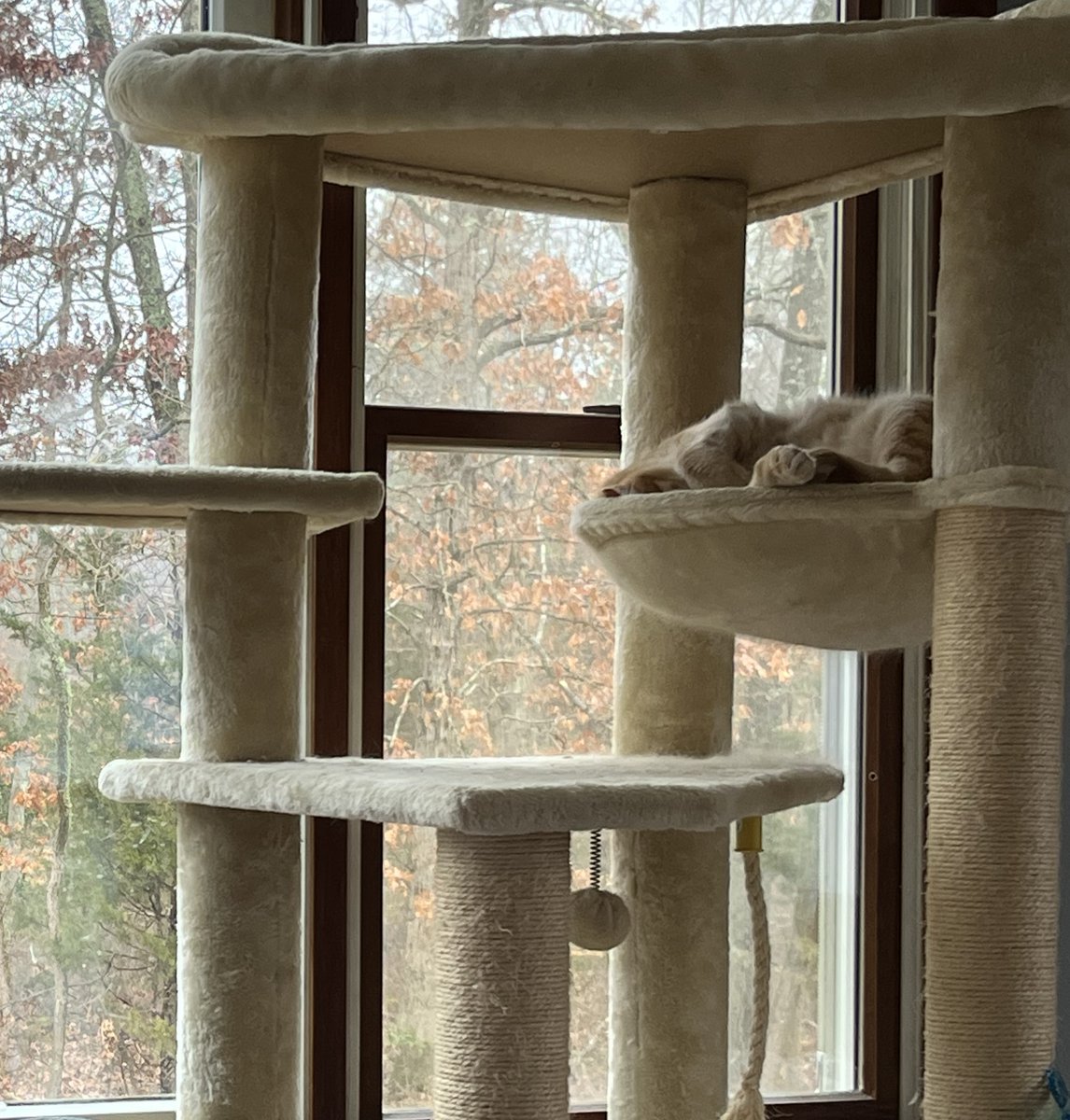 AskMrFrisky's tweet photo. Vladimir #cat has to sleep in this post because the other one is only for the orange #cats 😹😹
how to sort cats into #cattrees 😹 https://t.co/X2e040tJCE