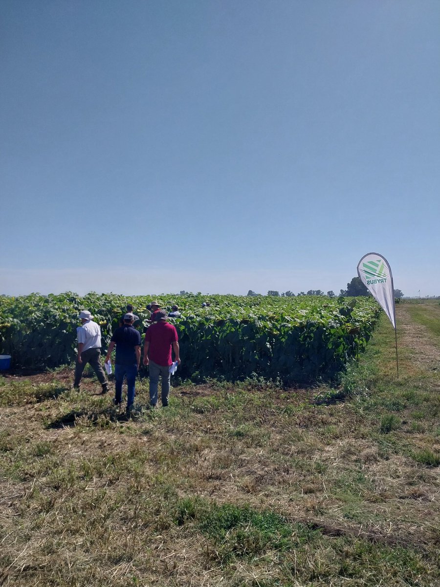 IMaurette's tweet photo. Hoy tuvimos la jornada de girasol de @trybusagro en carlos casares.
Desde @NKSemillas participamos con:
#NK3969CL
#SYN3970CL
#SYN3939CL https://t.co/alhsP7rgZq