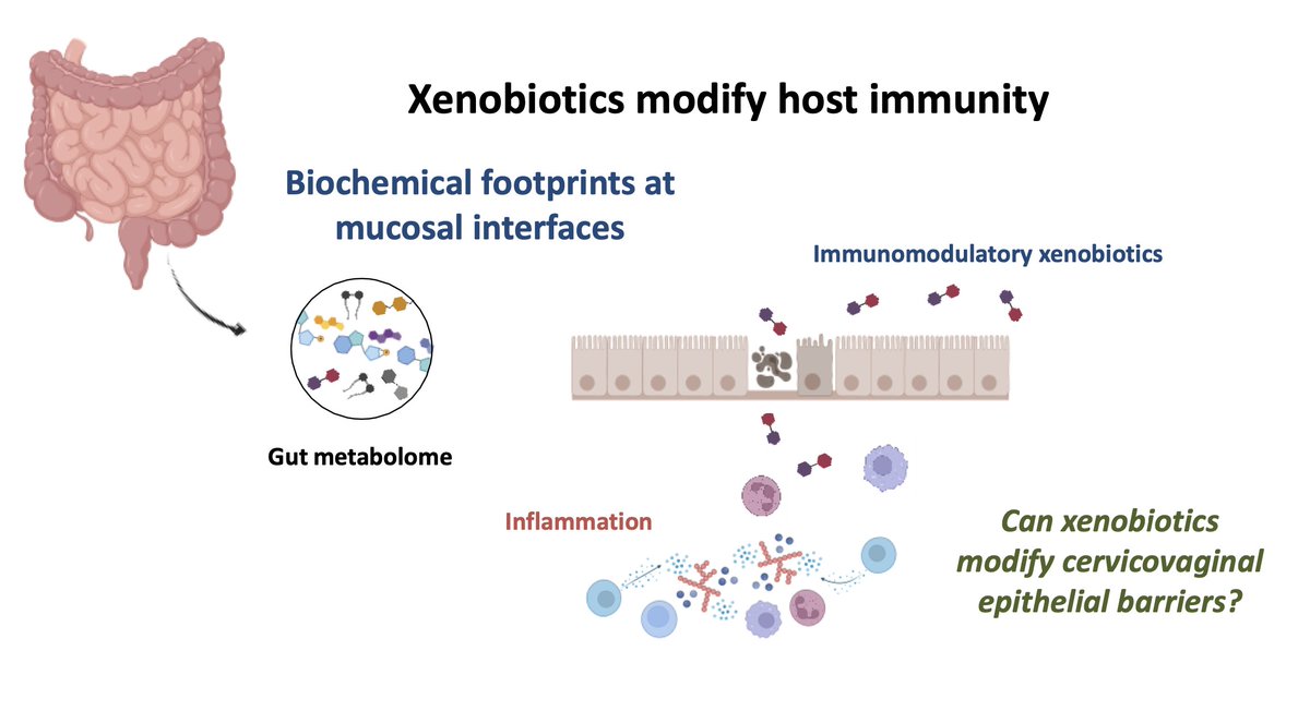 Context: xenobiotics are everywhere... and associated with adverse reproductive outcomes. What about cervical remodeling? #SMFM23